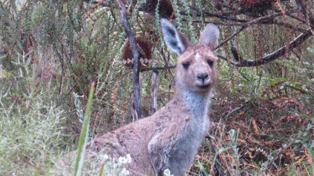 Small kangaroo sitting in tall grass and shrubbery - Tatiana Frontera’s Semester in Australia - Forestry and Environmental Resources at NC State University