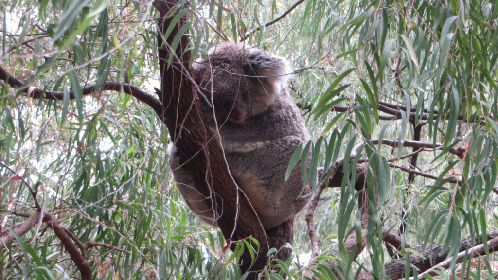 Koala sleeping a tree - Tatiana Frontera’s Semester in Australia - Forestry and Environmental Resources at NC State University
