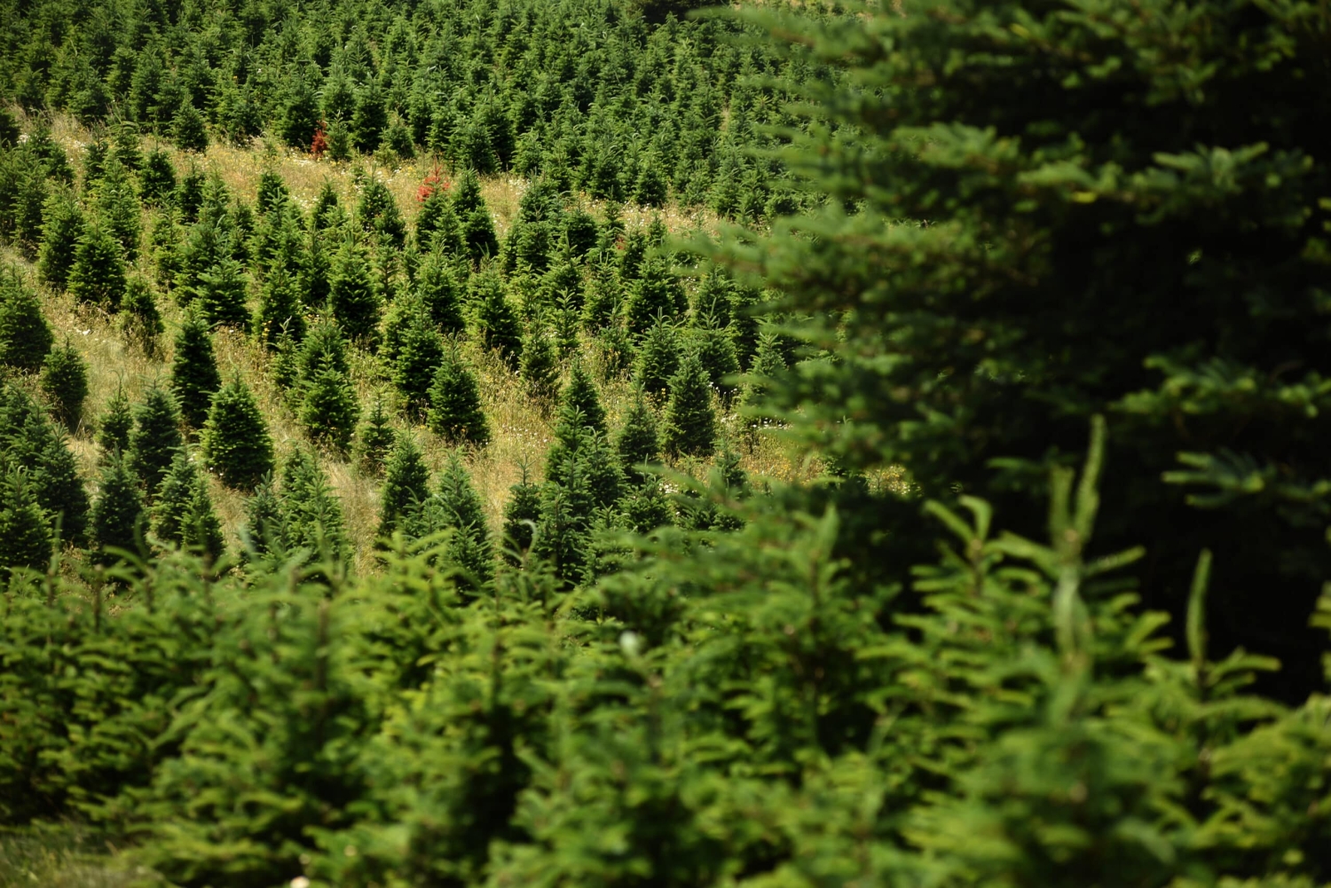 Fraser firs at Panoramic View Christmas Tree Farm in Watauga County, outside Boone. - What Can You Expect at a North Carolina Christmas Tree Lot This Year - Forestry and Environmental Resources at NC State University