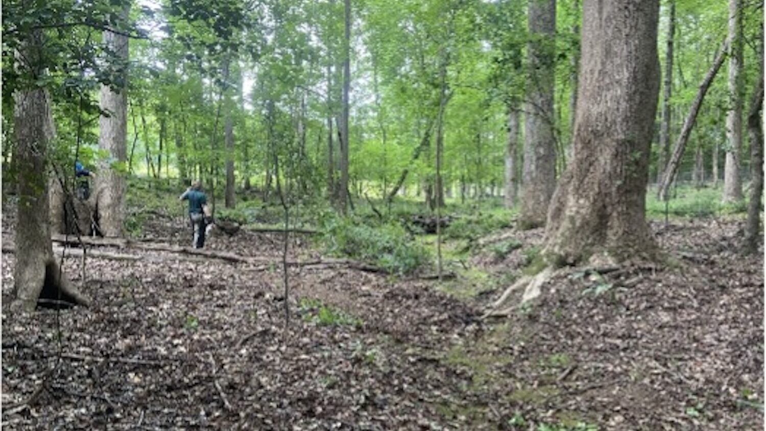 Forest - Piper Conley: Turtles, Trees, and Teaching - Forestry and Environmental Resources NC State University