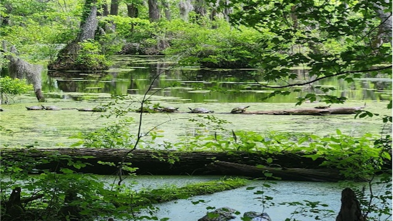 A calm, green swamp scene with turtles sunning on a log, cypress trees draped in moss, and still water covered in patches of algae and duckweed. - Akshita Govindaraj - Resilience and Roots: A Summer in Gates County - Forestry and Environmental Resources NC State University