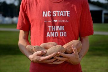 A photo of an NC State University student holding sweet potatoes