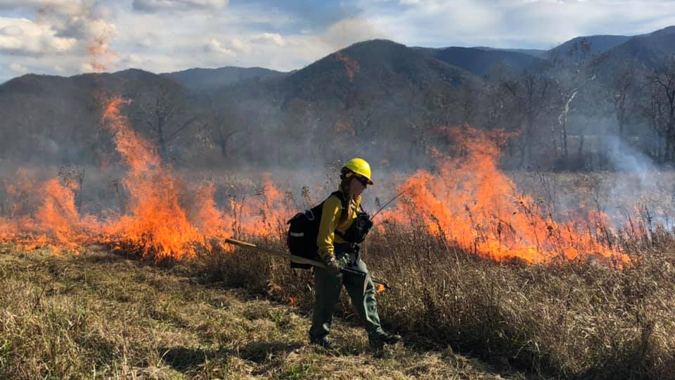 A member of a fire management team overseas a low-intensity prescribed fire