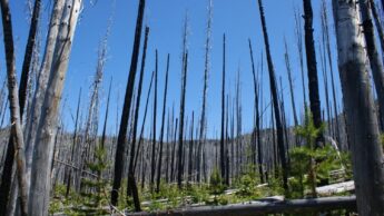 Forest in Oregon damaged by fire - Ecologist: People Should Prepare for Landscapes to Change - Center for Geospatial Analytics at NC State University