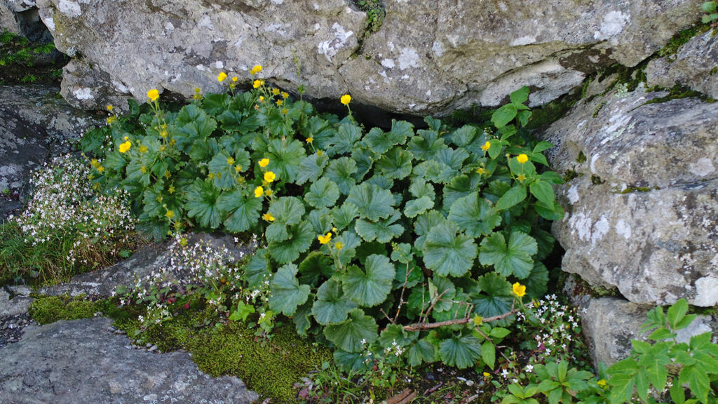 The federally endangered plant Geum radiatum, commonly known as spreading avens, has yellow flowers and kidney-shaped leaves.