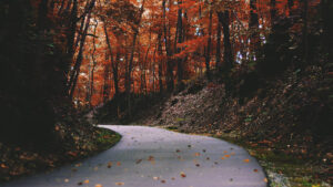 a paved trail winds through a wooded area with orange leaves on the trees