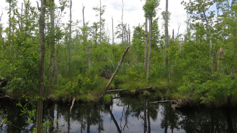 ghost forest