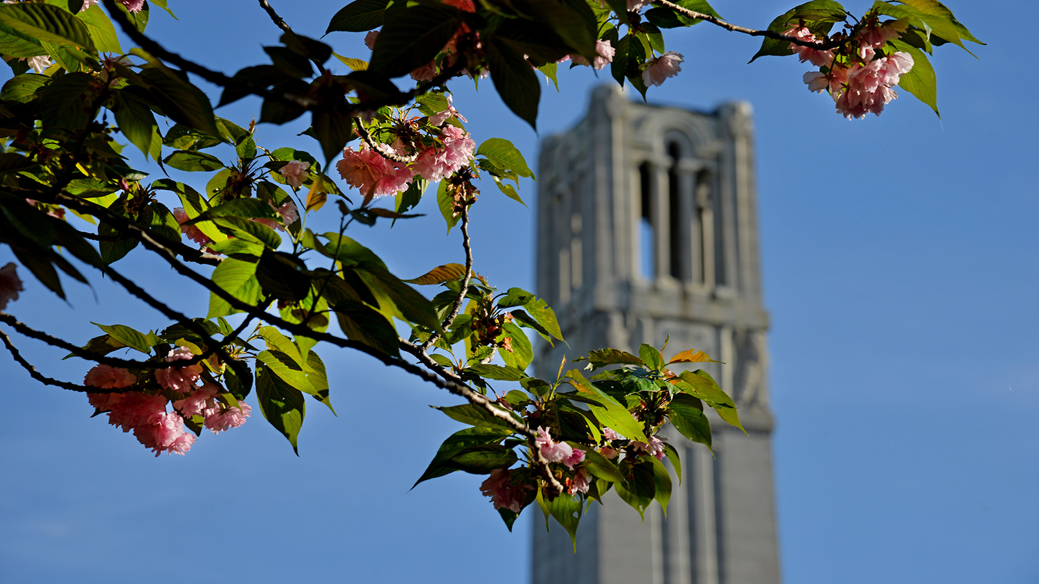 Memorial Belltower and spring blossoms.