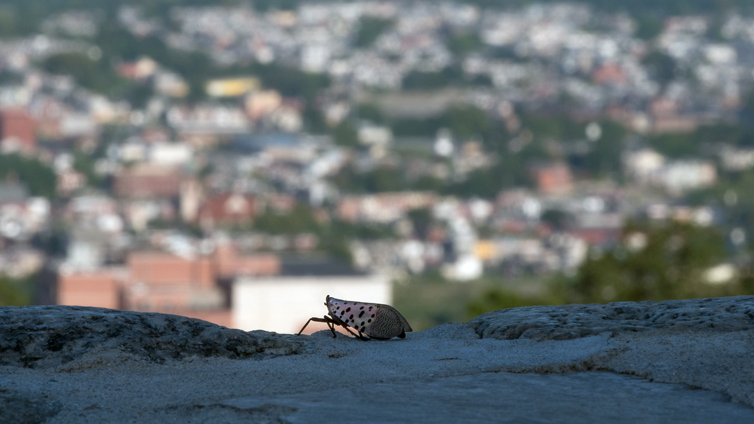 spotted lanternfly adult with town in background