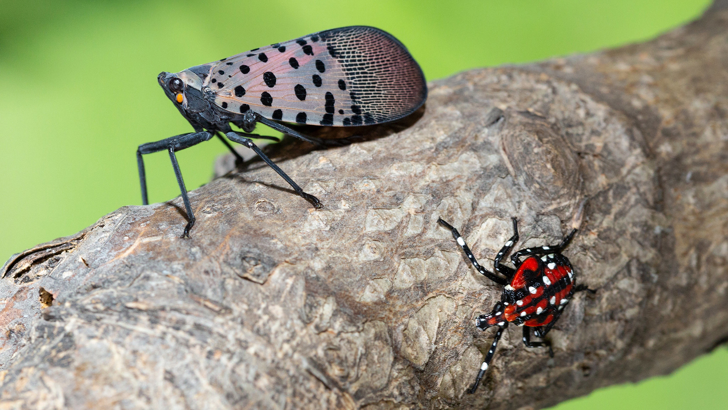 Spotted lanternfly winged adult and red nymph