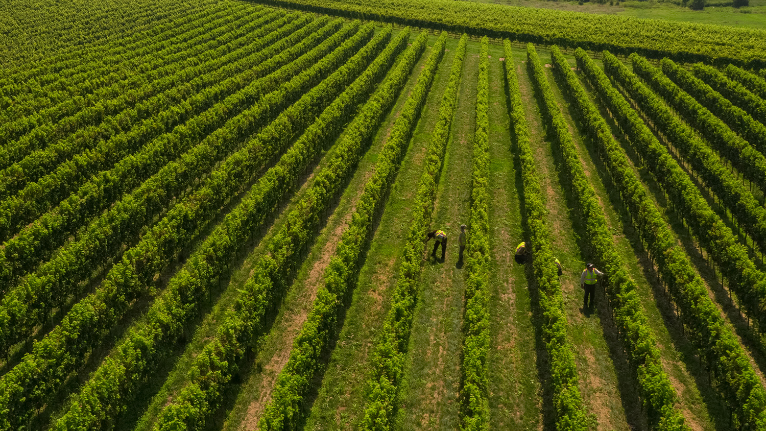 green vineyard being inspected for pests