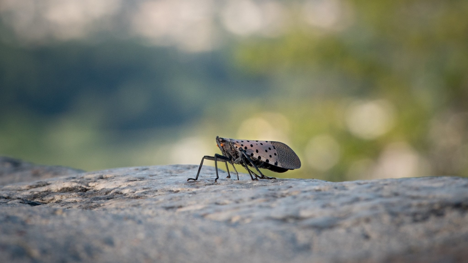 The invasive insect, the spotted lanternfly.