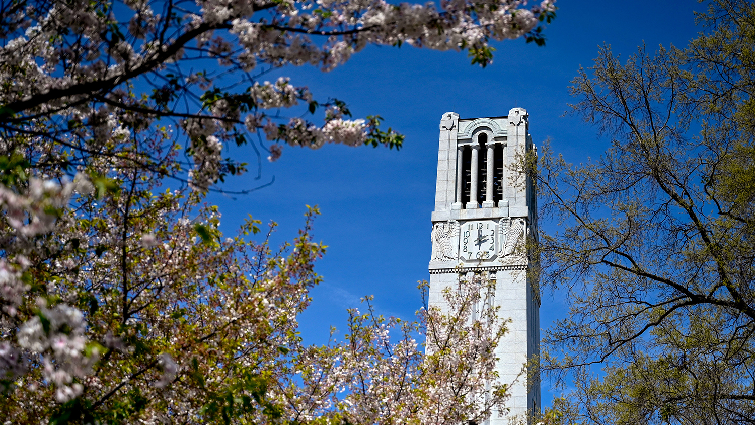 Spring blooms around the Belltowe