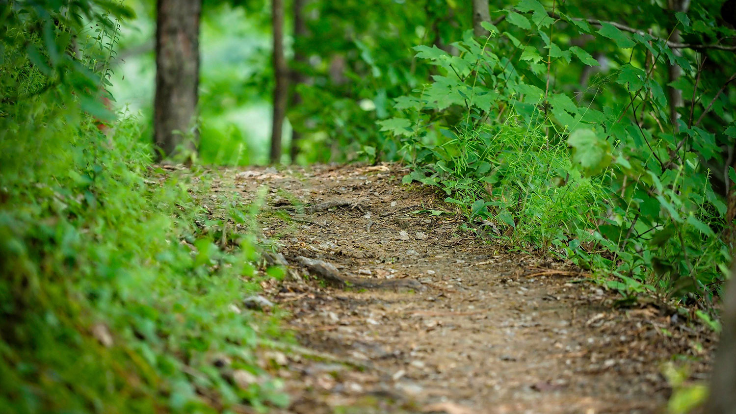 Trail in forest - College of Natural Resources