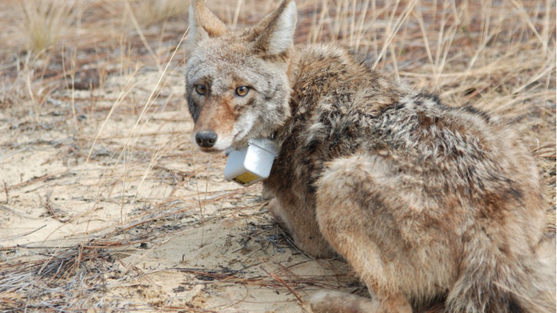 coyote with tracking collar