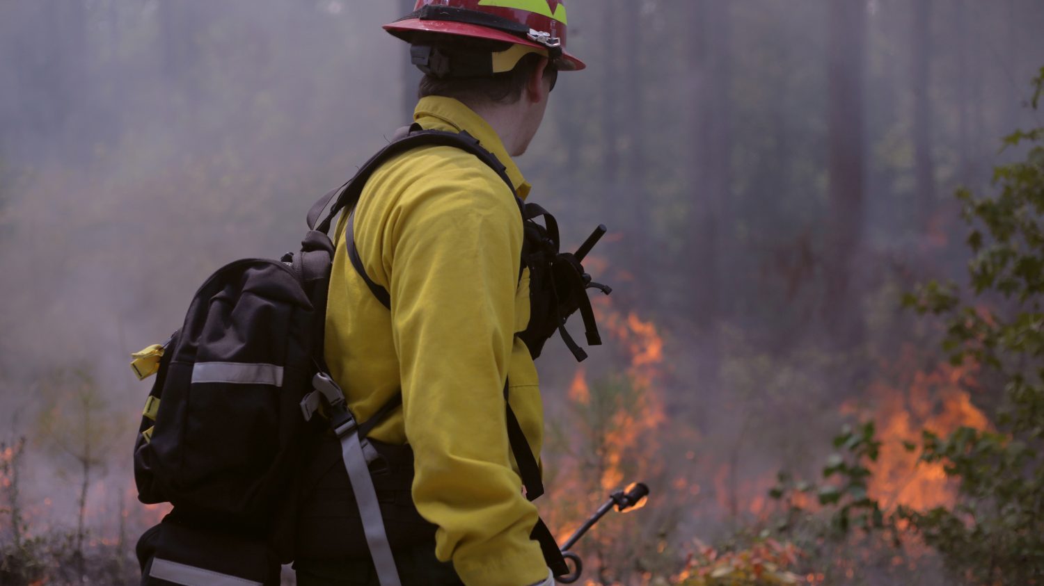 Controlled Burn at Hill Forest