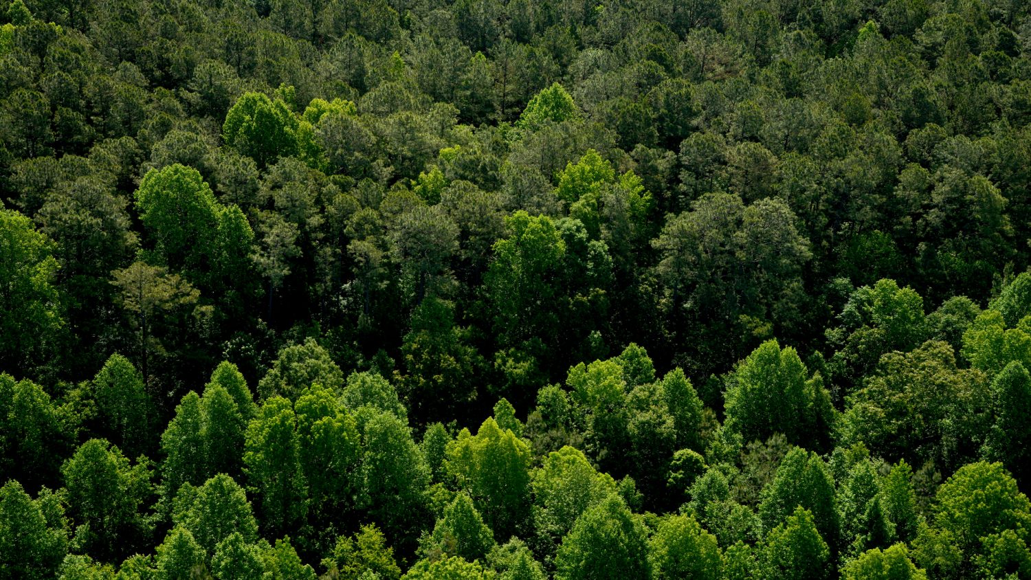Aerial of trees