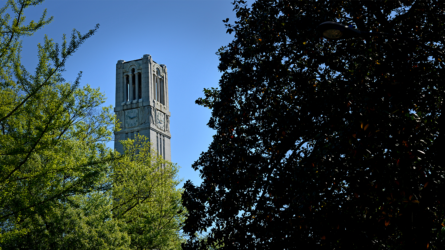 Belltower Trees