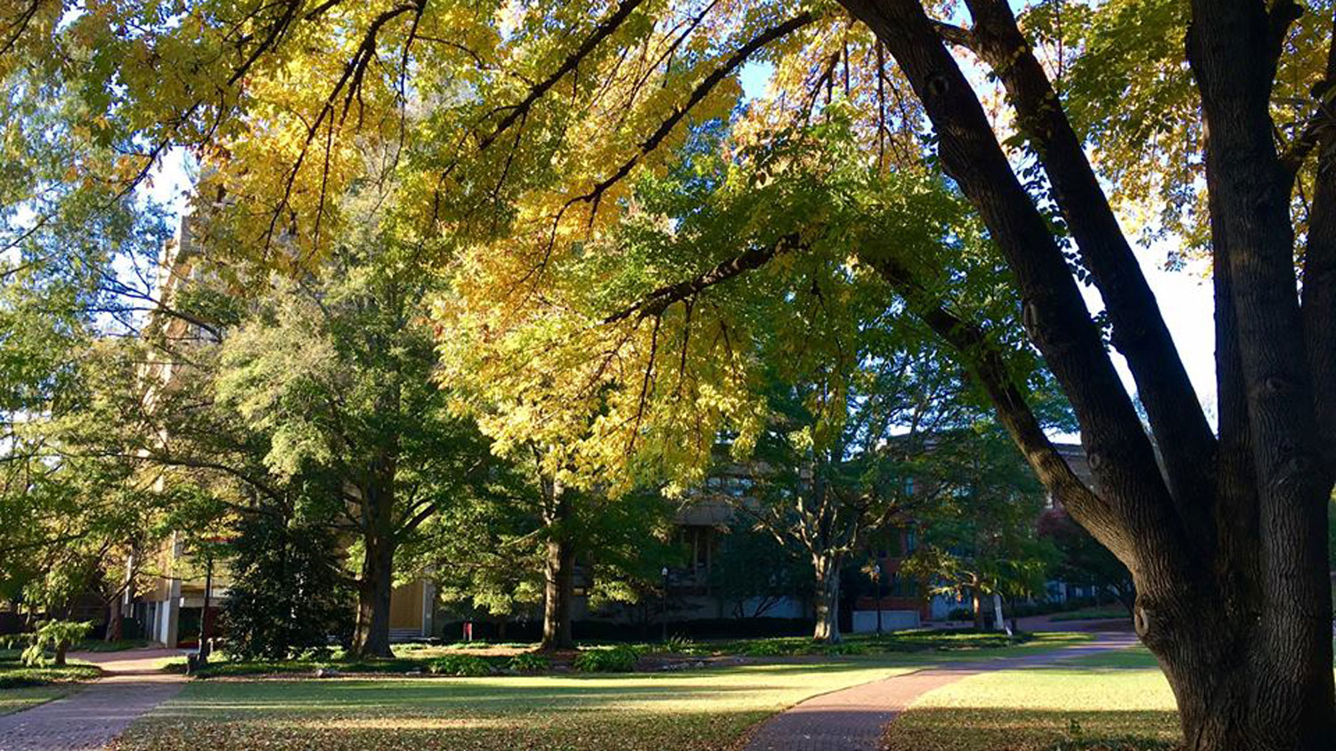 Fall in the Court of North Carolina