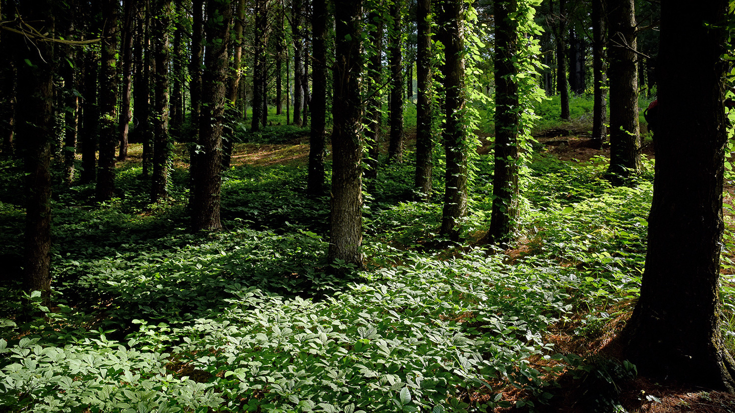 North Carolina Forest - 1 Million Species Are At Risk Of Extinction — Here’s Why It Matters - College of Natural Resources News - NC State University