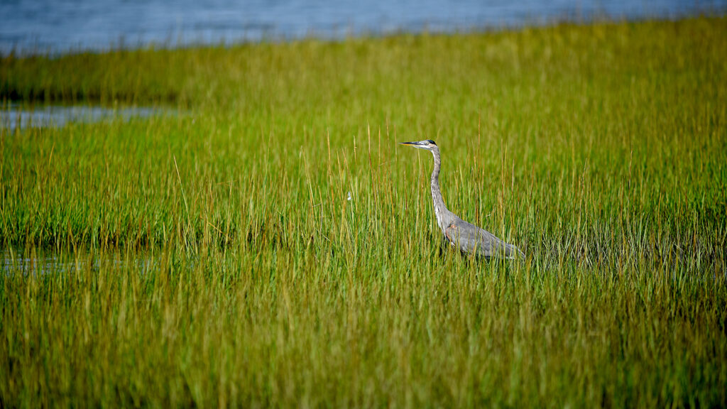 Heron Standing in a Marsh - 1 Million Species Are At Risk Of Extinction — Here’s Why It Matters - College of Natural Resources News - NC State University