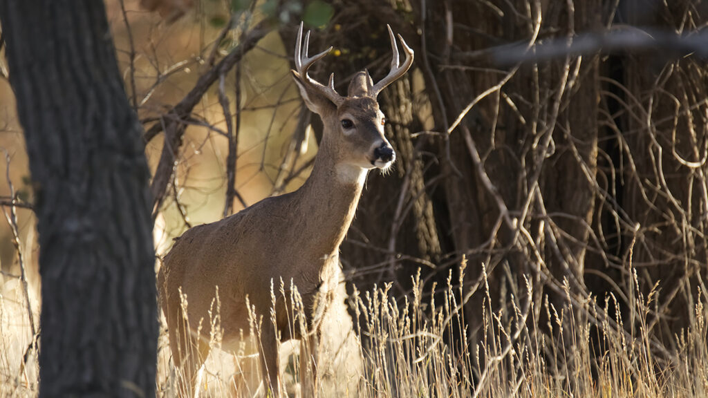 White-Tailed Deer in a Field - 1 Million Species Are At Risk Of Extinction — Here’s Why It Matters - College of Natural Resources News - NC State University