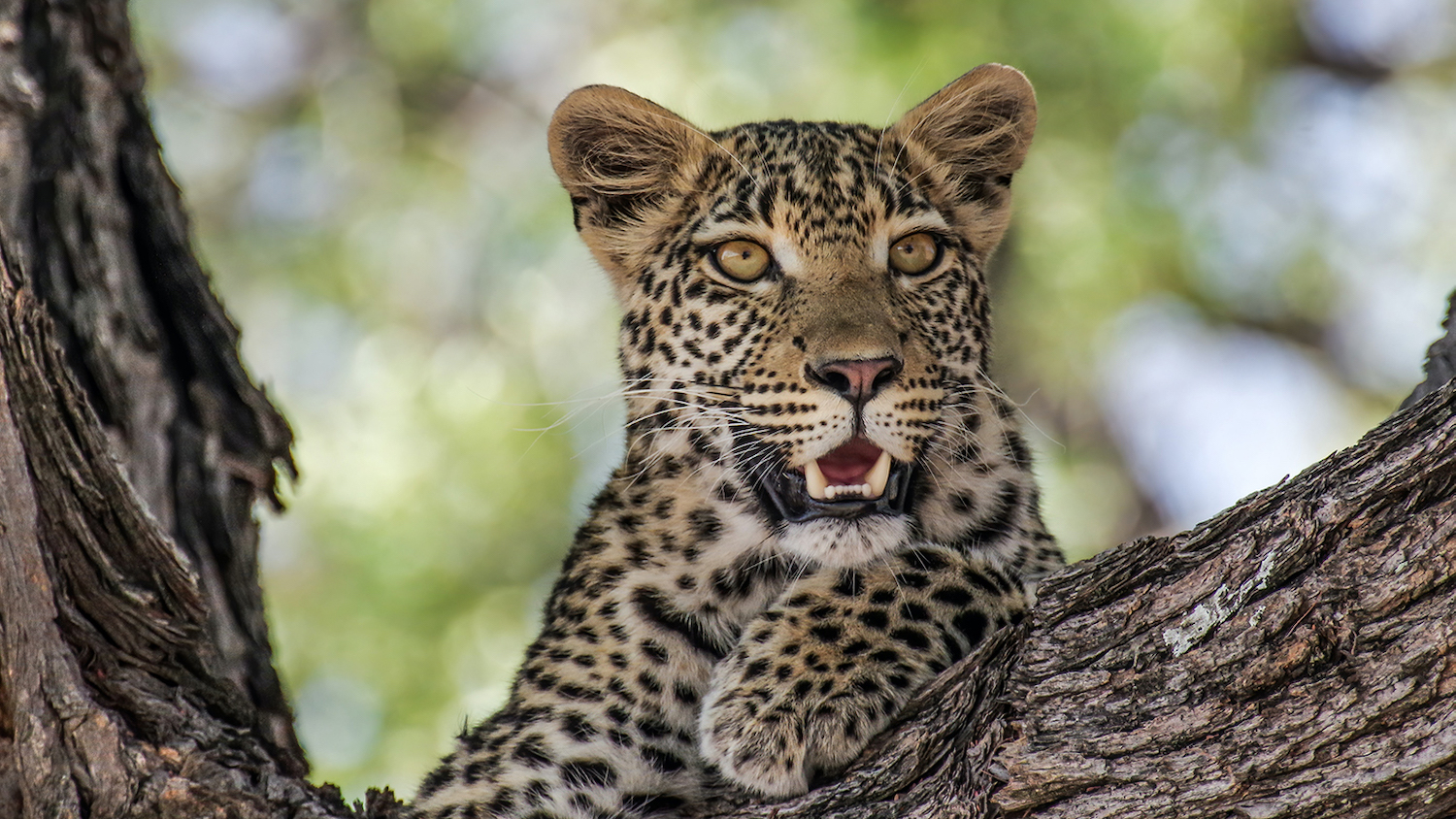 Leopard in Tree - Big Cats in the Backyard - College of Natural Resources News - NC State University