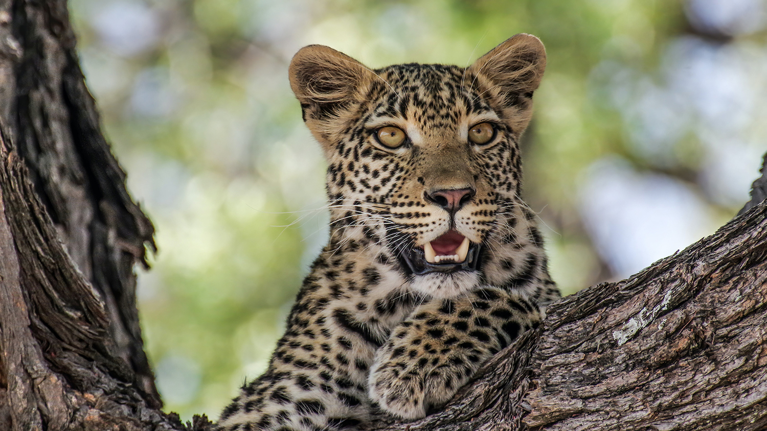 Big Cats in the Backyard | College of Natural Resources News