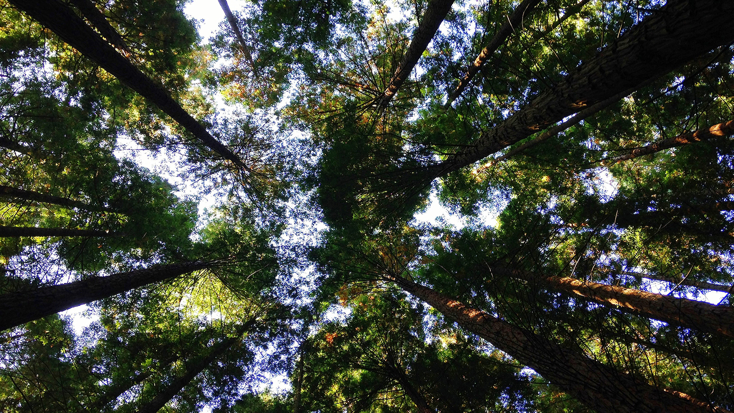 Forest Canopy - Creating a More Diverse Workforce in Forestry - College of Natural Resources News - NC State University