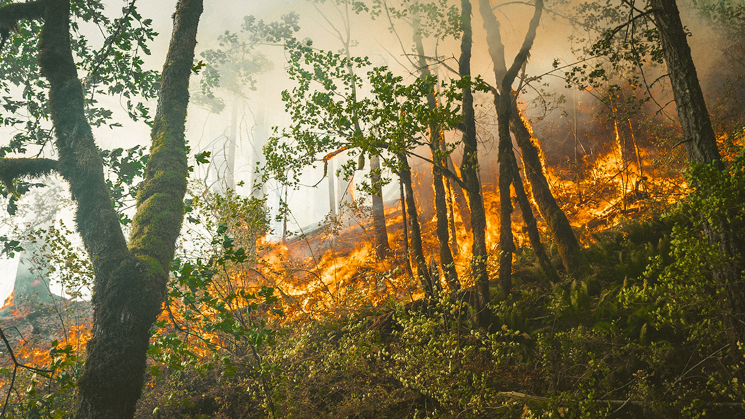 Forest Fire - Amazon Rainforest Fires: Everything You Need to Know - College of Natural Resources News - NC State University