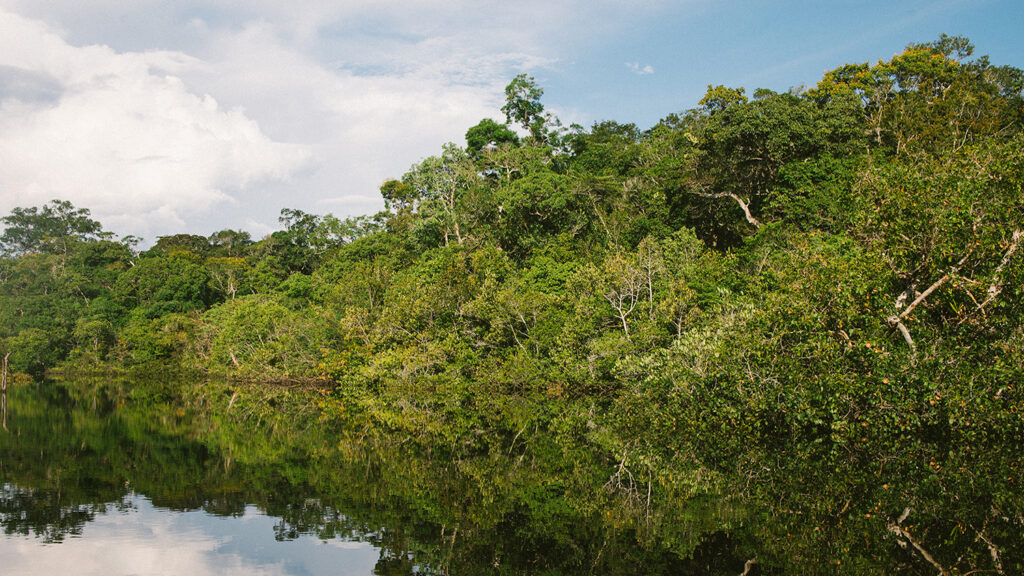 Amazon River - Amazon Rainforest Fires: Everything You Need to Know - College of Natural Resources News - NC State University