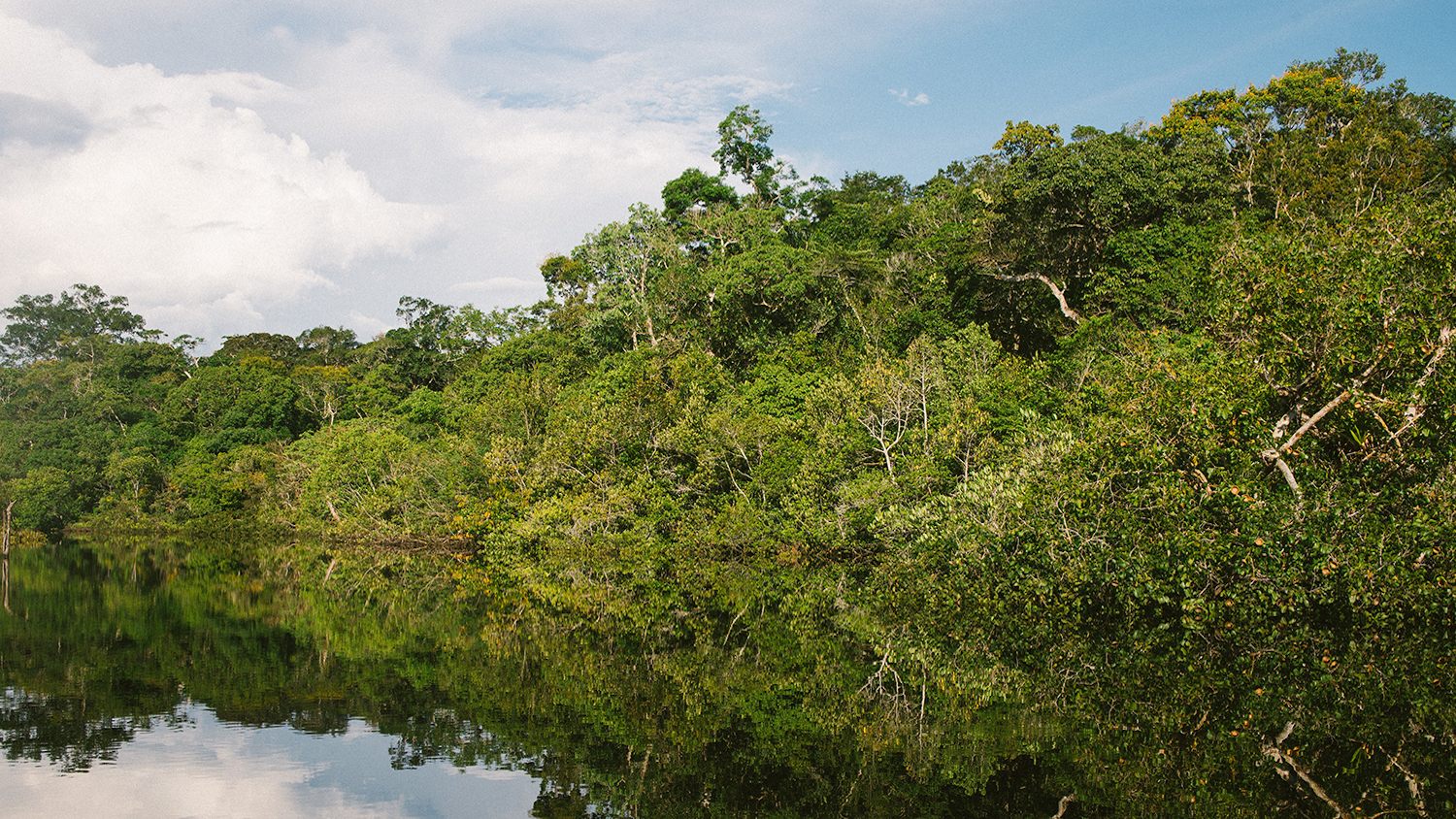 Amazon Rainforest Fires: Everything You Need to Know | College of Natural  Resources News