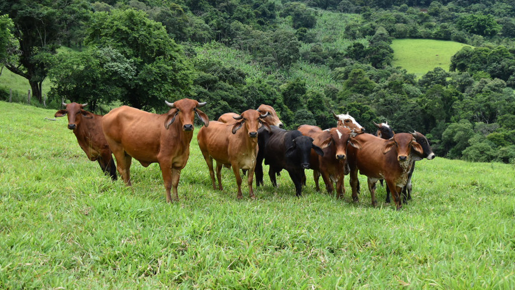 Cattle in a Field - Amazon Rainforest Fires: Everything You Need to Know - College of Natural Resources News - NC State University