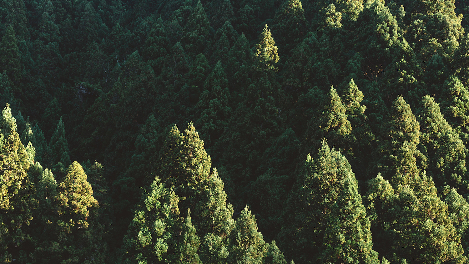 Evergreen Forest - New Fund Established to Promote Diversity in Forestry - College of Natural Resources News - NC State University