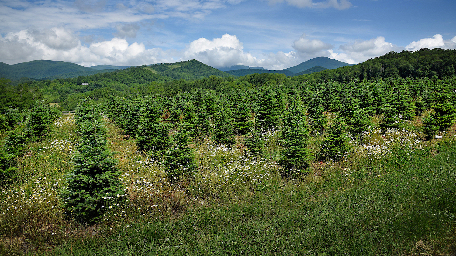 Field of Christmas Trees - Parasitic Wasps Are Making A Meal of North Carolina’s Christmas Trees - College of Natural Resources News - NC State University