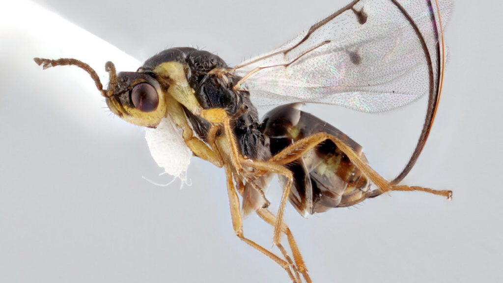 Microscopic Image of Wasp - Parasitic Wasps Are Making A Meal of North Carolina’s Christmas Trees - College of Natural Resources News - NC State University