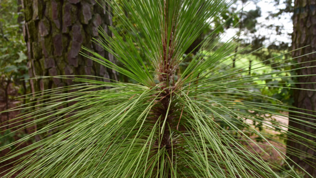 Longleaf Pine Tree - A Forest Runs Through It - College of Natural Resources News - NC State University