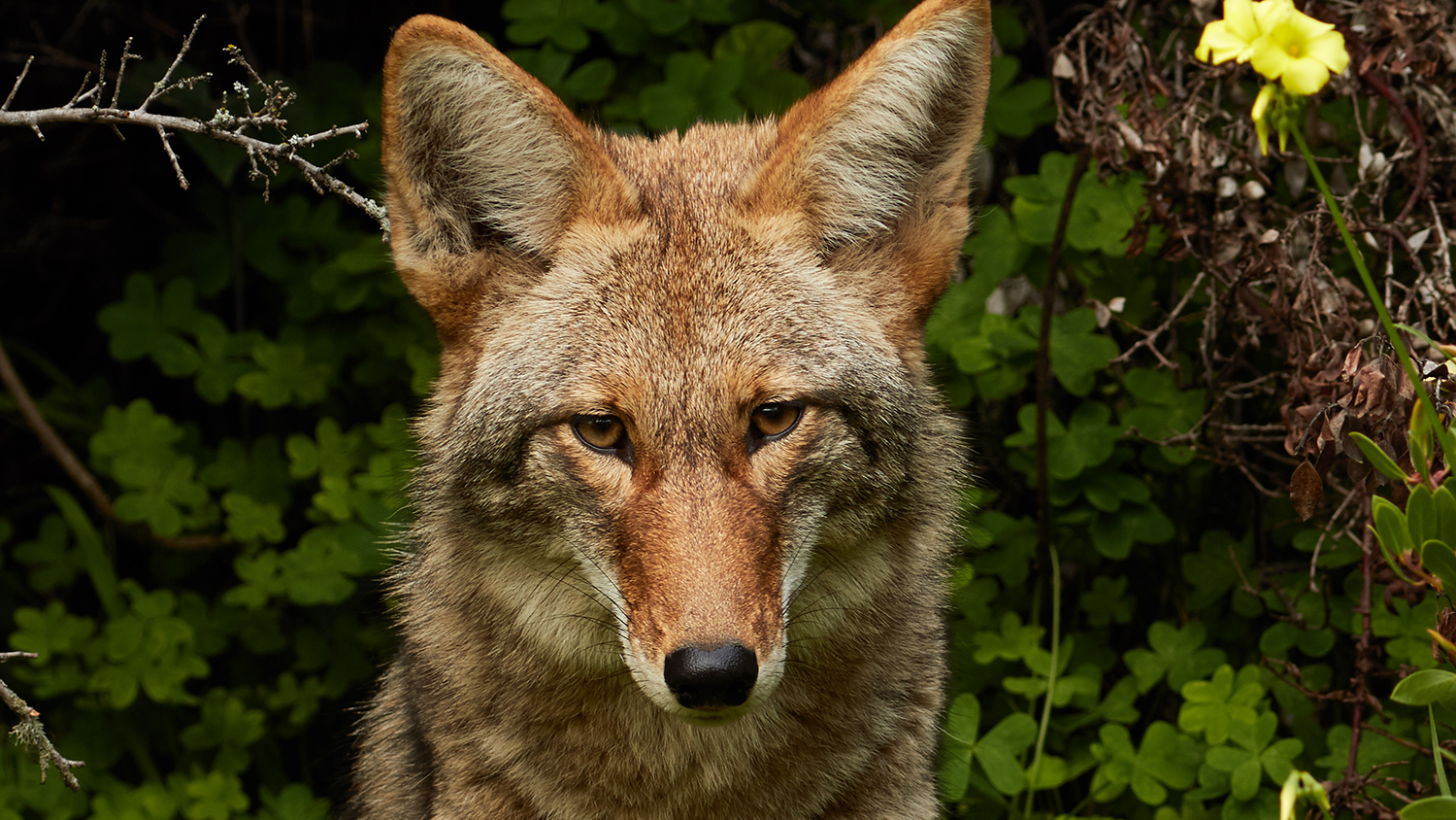 Coyote sitting in front of forest. Coyotes Are Poised To Enter South America For The First Time