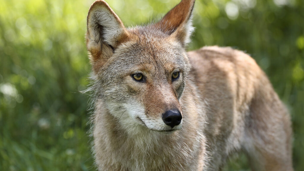Coyote - Invasive Species: How Exotic Plants, Animals and Insects Impact North Carolina - College of Natural Resources News - NC State University