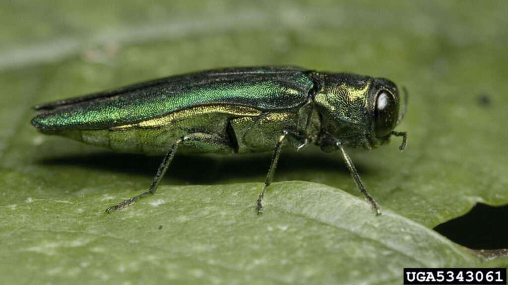 Emerald Ash Borer - Invasive Species: How Exotic Plants, Animals and Insects Impact North Carolina - College of Natural Resources News - NC State University