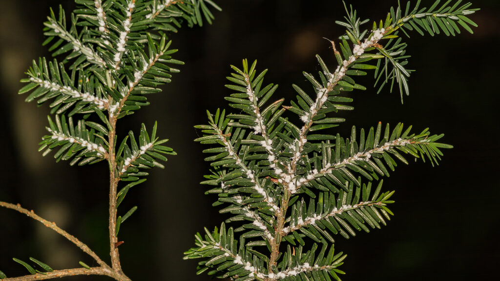 Hemlock Woolly Adelgid - Invasive Species: How Exotic Plants, Animals and Insects Impact North Carolina - College of Natural Resources News - NC State University