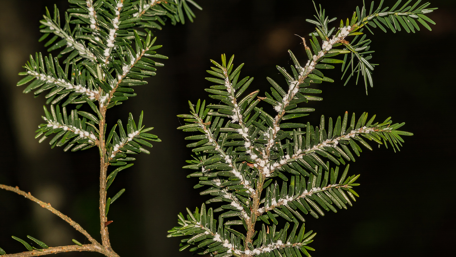 Hemlock Woolly Adelgid - Invasive Species: How Exotic Plants, Animals and Insects Impact North Carolina - College of Natural Resources News - NC State University