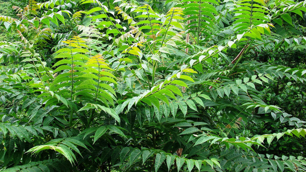 Tree of Heaven - Invasive Species: How Exotic Plants, Animals and Insects Impact North Carolina - College of Natural Resources News - NC State University