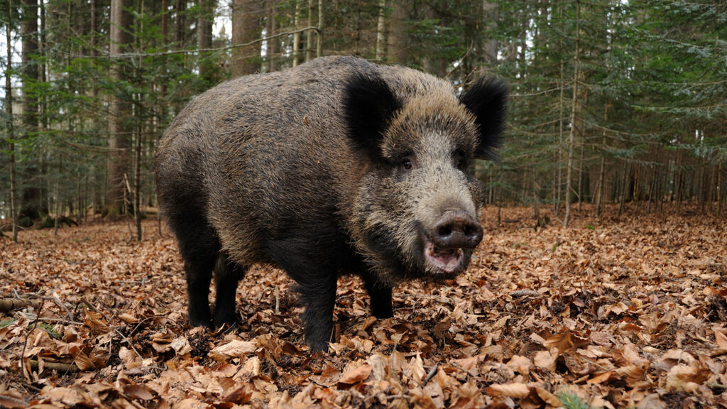 Wild Boar - Invasive Species: How Exotic Plants, Animals and Insects Impact North Carolina - College of Natural Resources News - NC State University