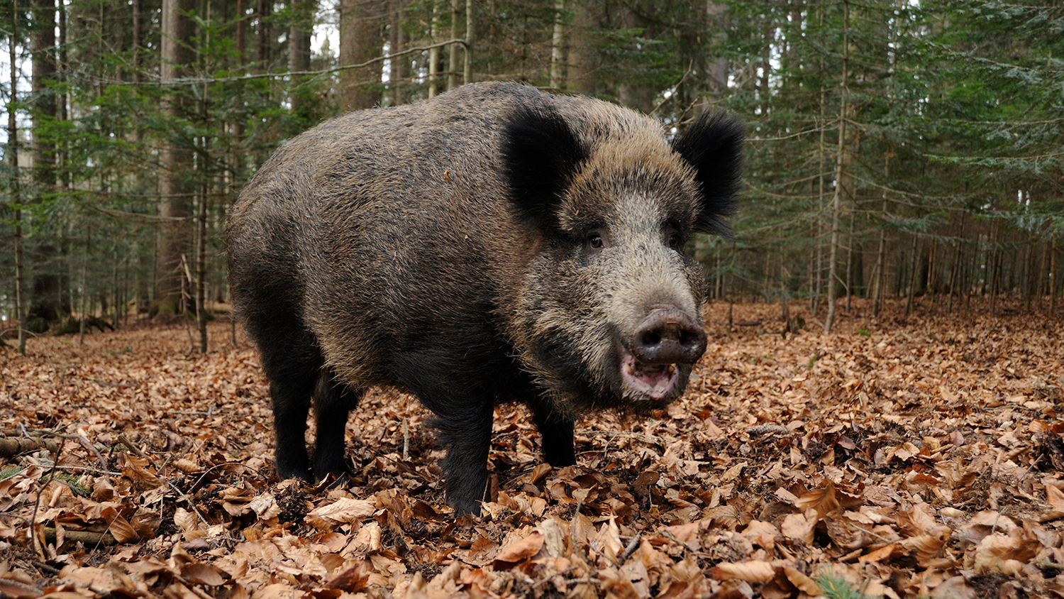 Wild Boar - Invasive Species: How Exotic Plants, Animals and Insects Impact North Carolina - College of Natural Resources News - NC State University