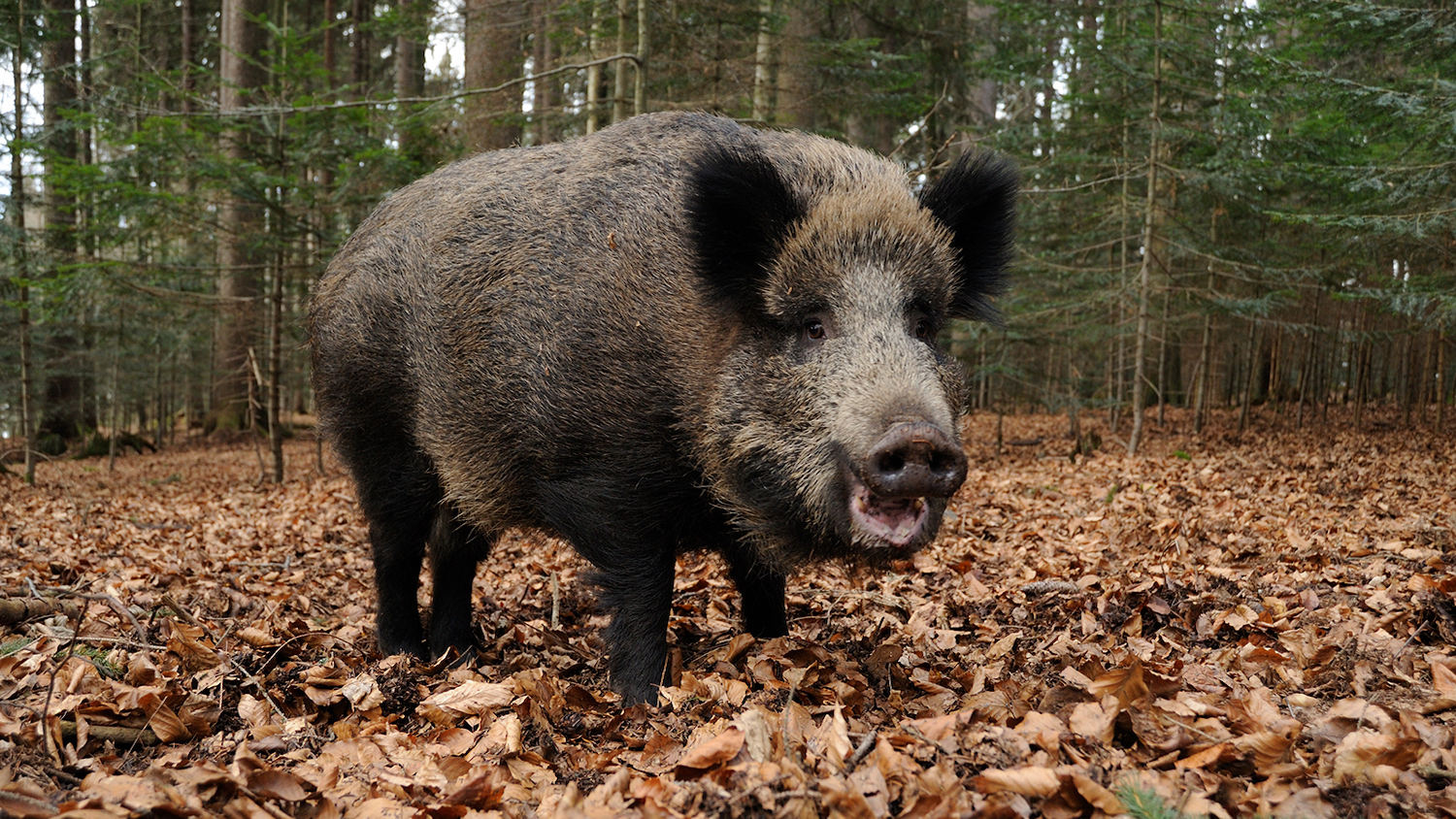 Invasive Species: How Exotic Plants, Animals and Insects Impact North ...