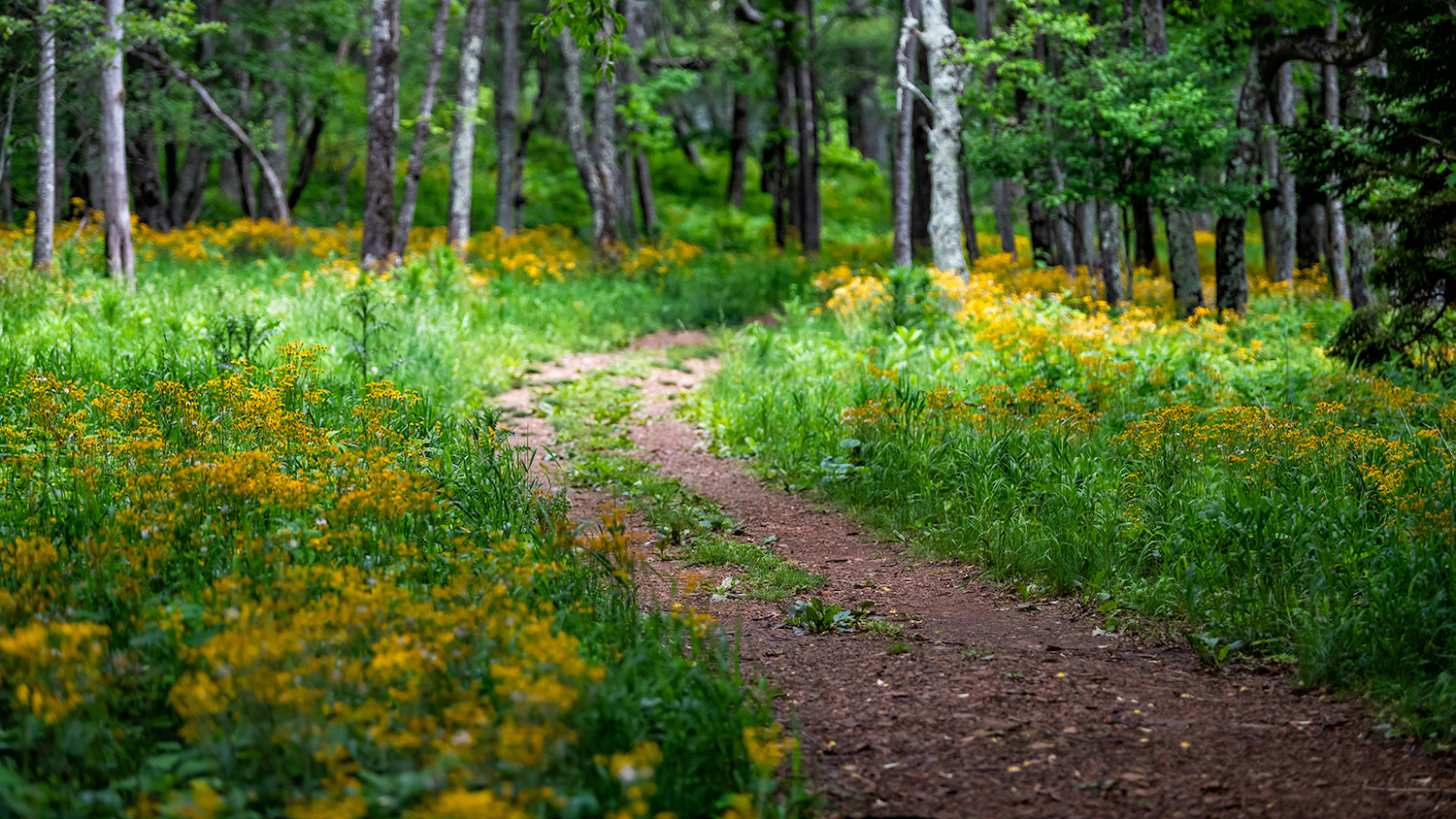 Mountain Trail - Struggling with Social Distancing? Get Outside, Experts Say - College of Natural Resources News - NC State University