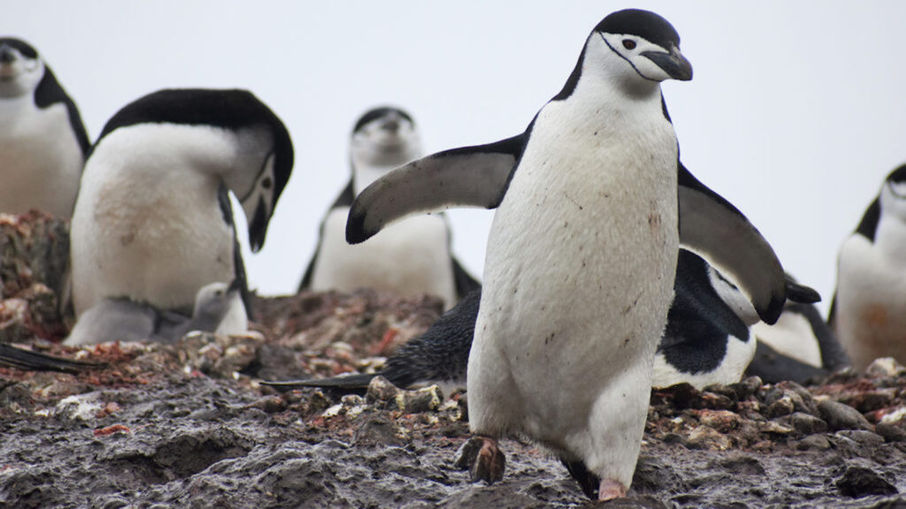 Chinstrap Penguin - From Yosemite to Antarctica, NC State Professor Examines Tourism Impacts in Protected Areas - College of Natural Resources News - NC State University
