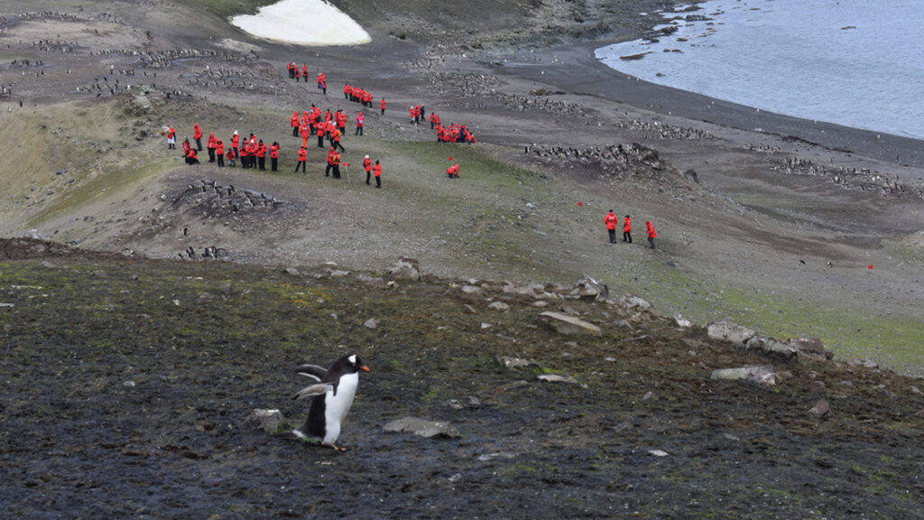 Chinstrap Penguin - From Yosemite to Antarctica, NC State Professor Examines Tourism Impacts in Protected Areas - College of Natural Resources News - NC State University