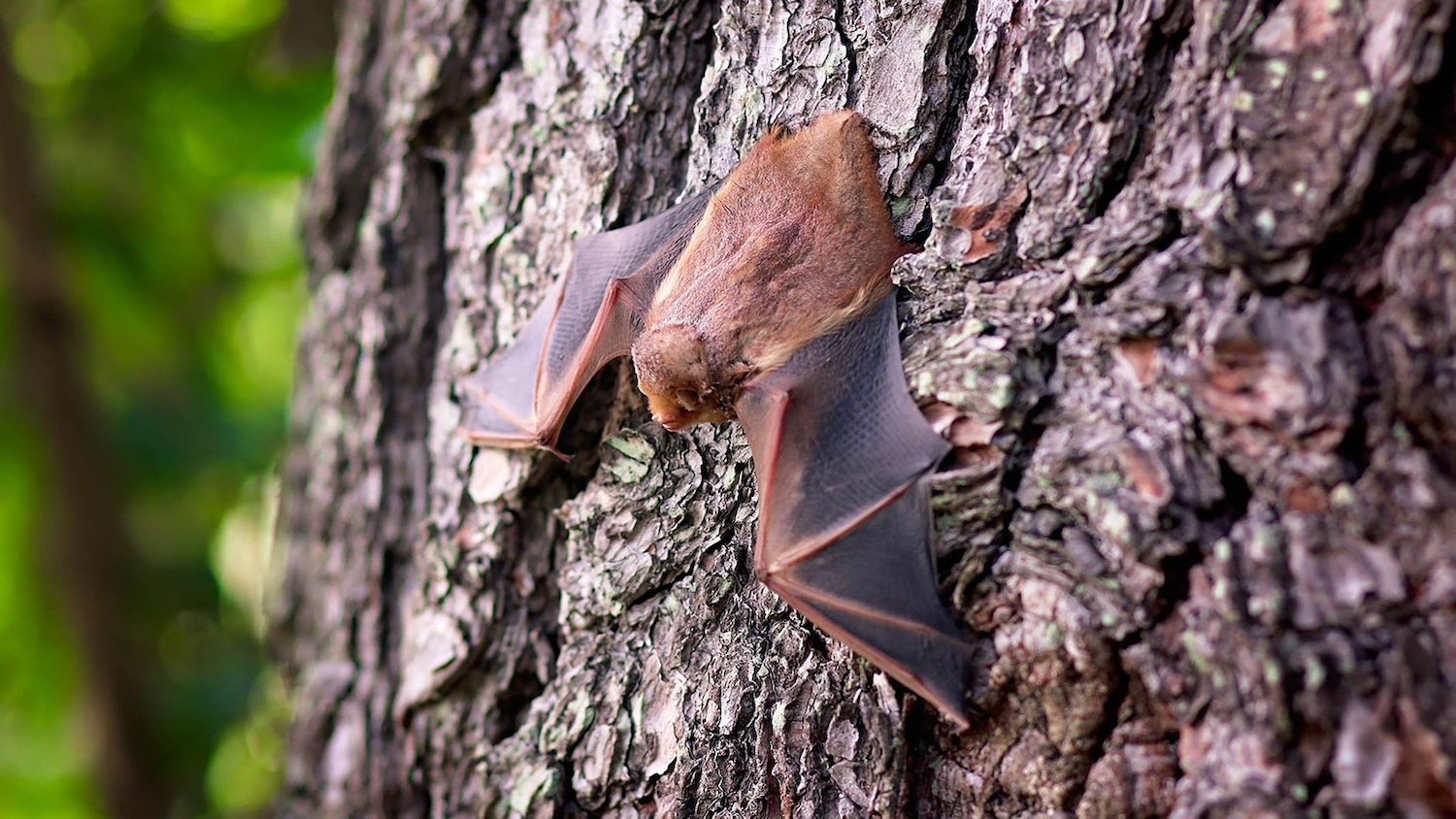 Bat hanging on tree